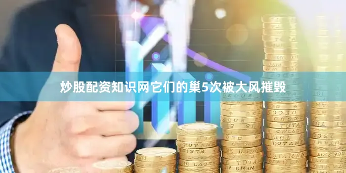 炒股配资知识网它们的巢5次被大风摧毁